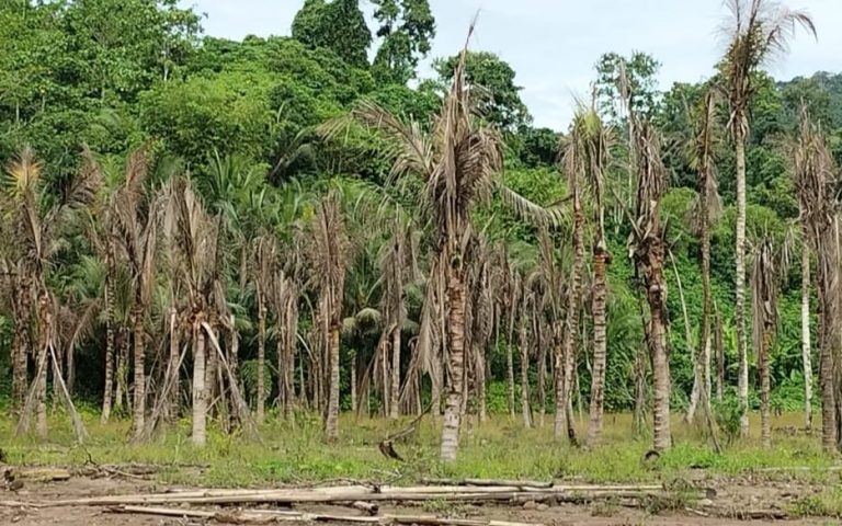 Ratusan Tanaman Warga di Desa Roko Diduga Mati Akibat Limbah Rendaman PT. TUB