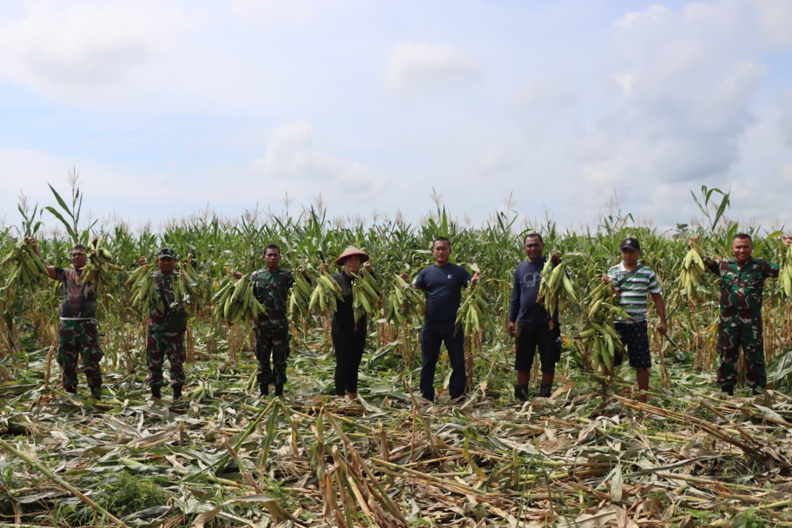 Kodim 1508/Tobelo dan AWPI Halmahera Utara Kolaborasi Panen Jagung ...