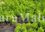 3 Tahun Program Mangrove NHM di Kao Tunjukkan Hasil Nyata bagi Pemulihan Ekosistem Pesisir