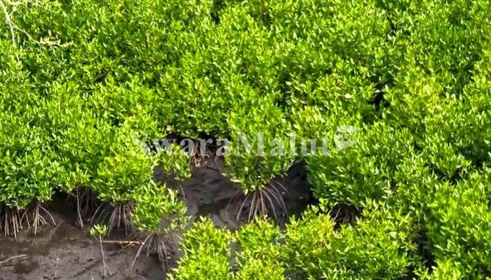 3 Tahun Program Mangrove NHM di Kao Tunjukkan Hasil Nyata bagi Pemulihan Ekosistem Pesisir