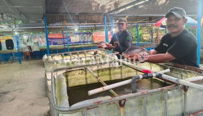 BUMDes Soahukum Siap Panen Perdana 2 Ton Ikan Nila Berkat Dukungan PT NHM