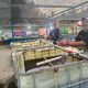 BUMDes Soahukum Siap Panen Perdana 2 Ton Ikan Nila Berkat Dukungan PT NHM