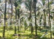 Kehadiran PT NICO Dinilai Sangat Membantu Petani Kelapa Halmahera Utara