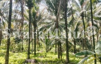 Kehadiran PT NICO Dinilai Sangat Membantu Petani Kelapa Halmahera Utara