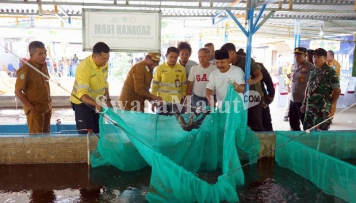 Hasilkan 2 Ton Ikan, Panen Raya Perdana Sadaka Farm Jadi Bukti Sukses Sinergi Pemberdayaan NHM dan Pemda Halut