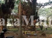 Tanaman di Kantor Bupati Halut Berguguran, Masyarakat Sesalkan Kurangnya Perawatan Instansi Terkait    