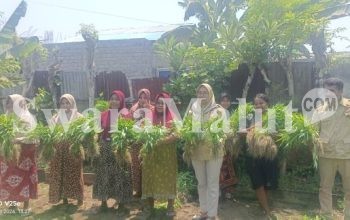 Ketua dan Pengurus DPD TMI Kota Ternate Kunjungi Petani Yang Panen Kangkung di Sasa