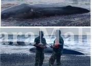 Bangkai Paus Sepanjang 6 Meter Terdampar di Pantai Afe Taduma Ternate
