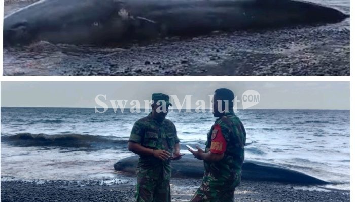 Bangkai Paus Sepanjang 6 Meter Terdampar di Pantai Afe Taduma Ternate