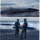 Bangkai Paus Sepanjang 6 Meter Terdampar di Pantai Afe Taduma Ternate